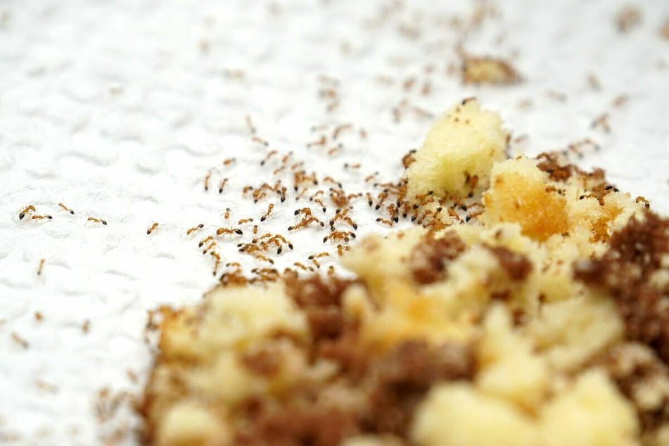Ameisen lieben Süßes und ernähren sich hauptsächlich von anderen kleinen Insekten, Pflanzensäften, Früchten, Samen und dem Kot von Blattläusen, auch unter dem Namen Honigtau bekannt.