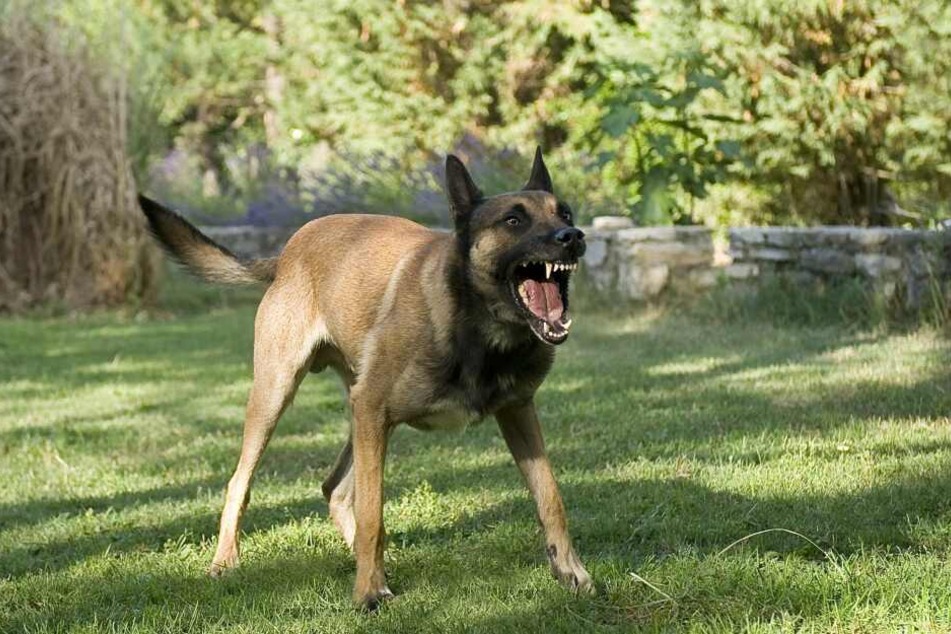 Ein Schäferhund attackierte die Siebenjährige. (Symbolbild)