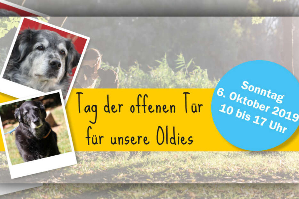 Am Sonntag den 6. Oktober lädt das Tierheim zu einem Tag der offenen Tür nach Riem ein.
