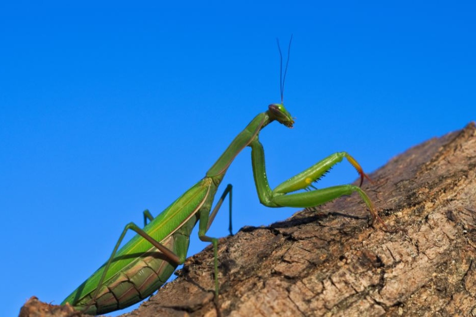 Bekanntester Fakt: Die Weibchen fressen die Männchen nach dem Sex. (Symbolbild)