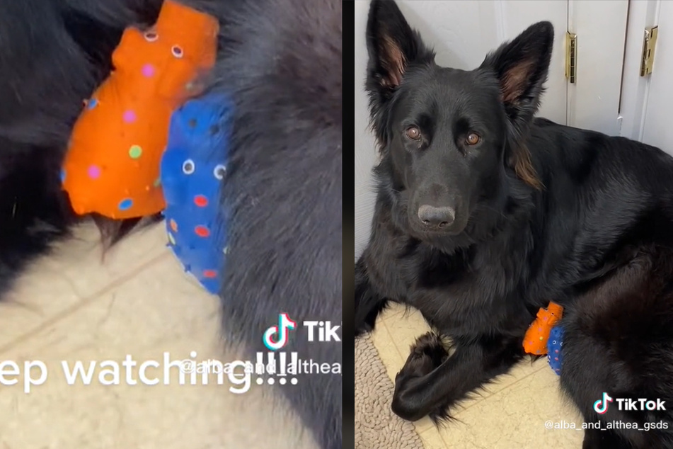 German shepherd Thea adopted two toys