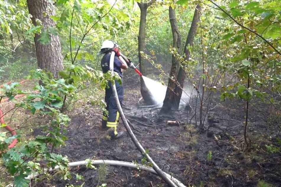 Ein Waldbrand bei Wieglitz hält derzeit mehrere Feuerwehren des Landkreises Börde in Atem.