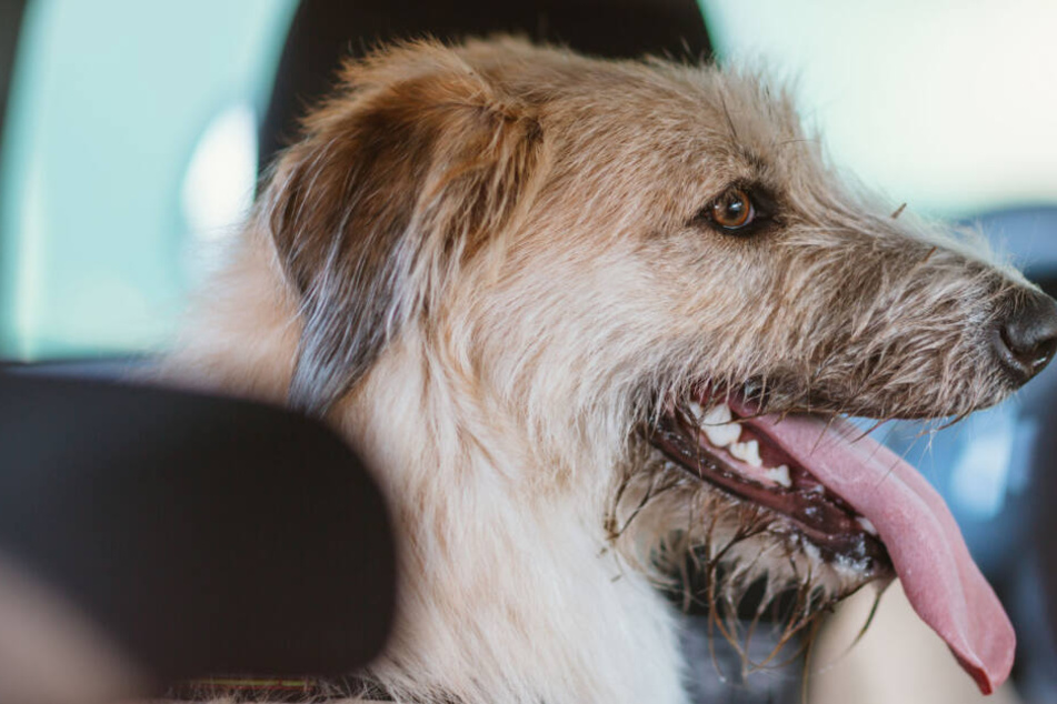 Der Hund saß mehr als eine Stunde in dem warmen Auto fest. (Symbolbild)