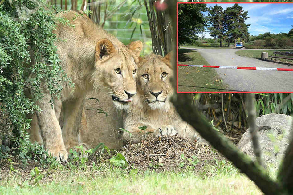 Darum musste der Leipziger Zoo-Löwe wirklich sterben