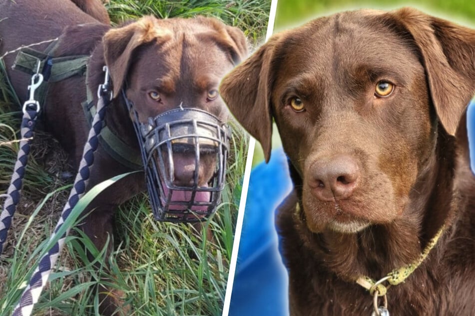 Juno sehnt sich nach Struktur: Wer bändigt den cleveren Vierbeiner?