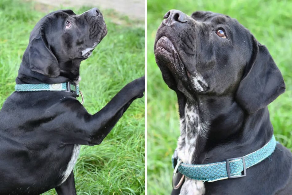 Der Cane Corso beherrscht die Grundkommandos, hat aber noch ein wenig Erziehung nötig.