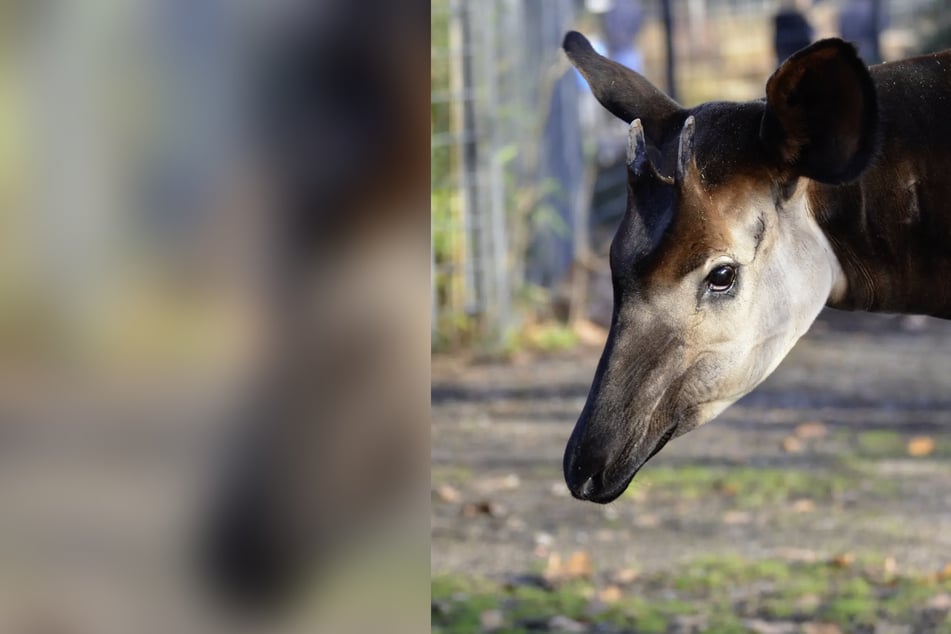 Ältestes Okapi Europas gestorben: Vitu musste eingeschläfert werden