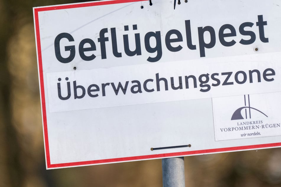 Mehrere tote Kraniche entdeckt: Stausee Kelbra abgeriegelt