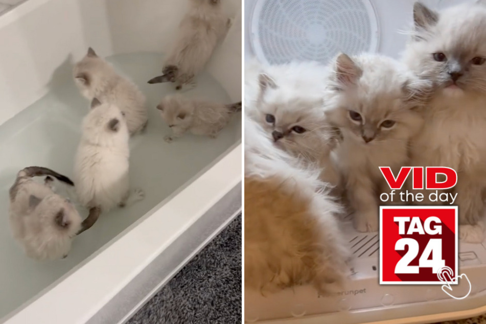viral videos: Viral Video of the Day for November 3, 2023: Fluffy kittens at bathtime!