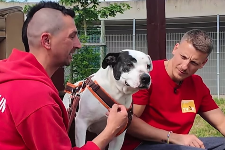 Felix Lobrecht (35, r.) geht mit Hündin Diva im Tierheim Berlin auf Tuchfühlung und lässt sich von ihrem Tierpfleger Daniel ihre Geschichte erzählen.