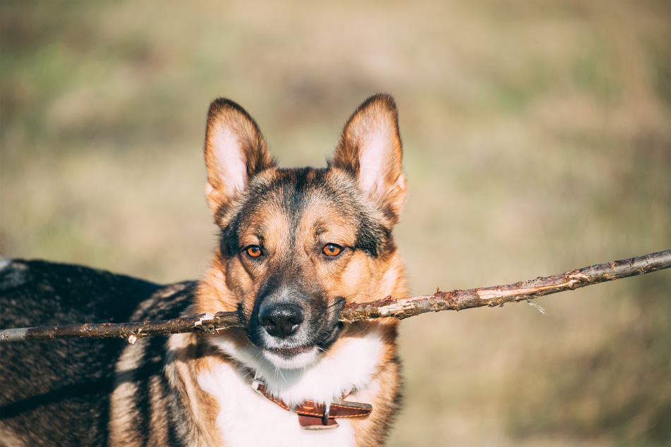 The humble Ausky is a remarkable mixed breed and designer doggo.