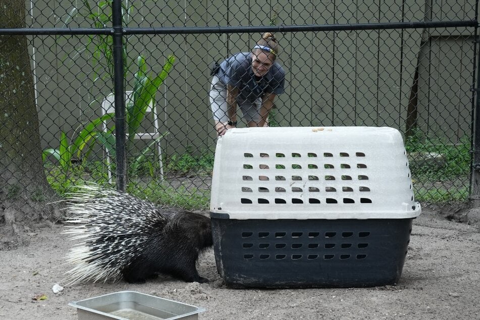 Zookeepers move an African porcupine named Chompers to a pet carrier at the Tampa zoo ahead of Hurricane Milton’s expected landfall in Florida in the middle of this week.