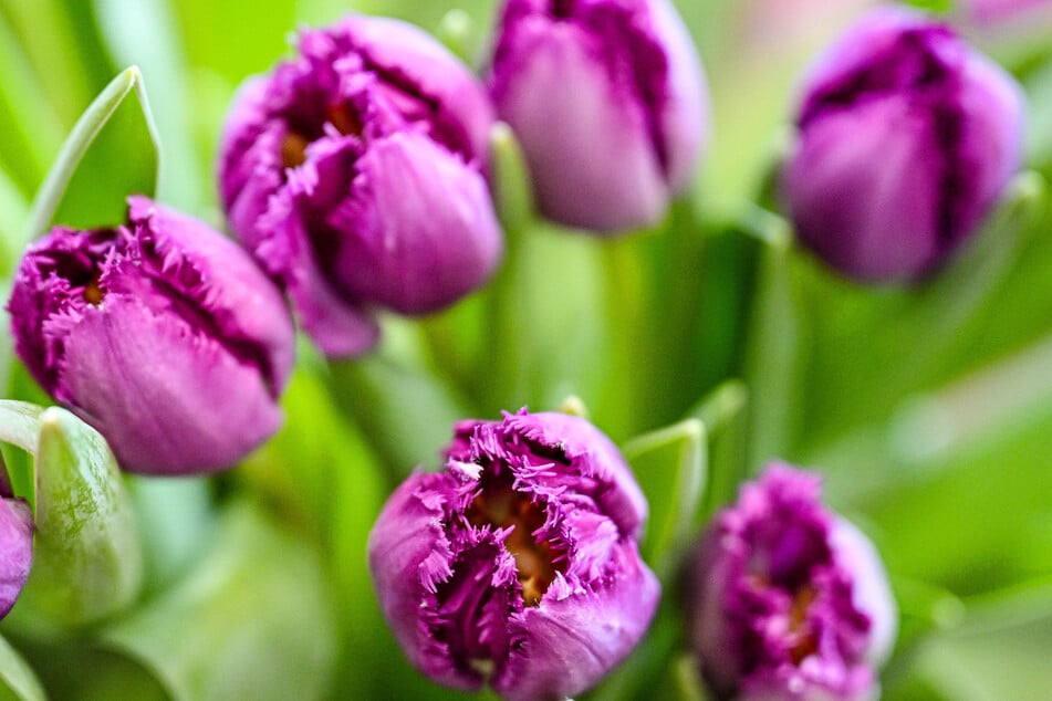 Tausende Tulpen werden zehn Tage lang beim 10. "Dresdner Frühling" blühen.