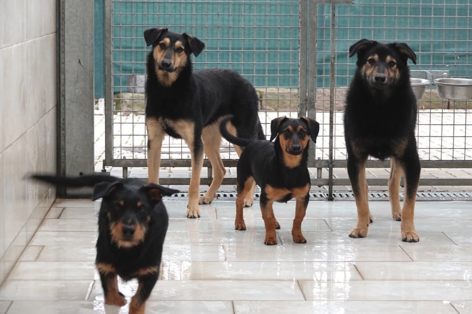 Die Hündin kommt wunderbar mit Artgenossen aus.