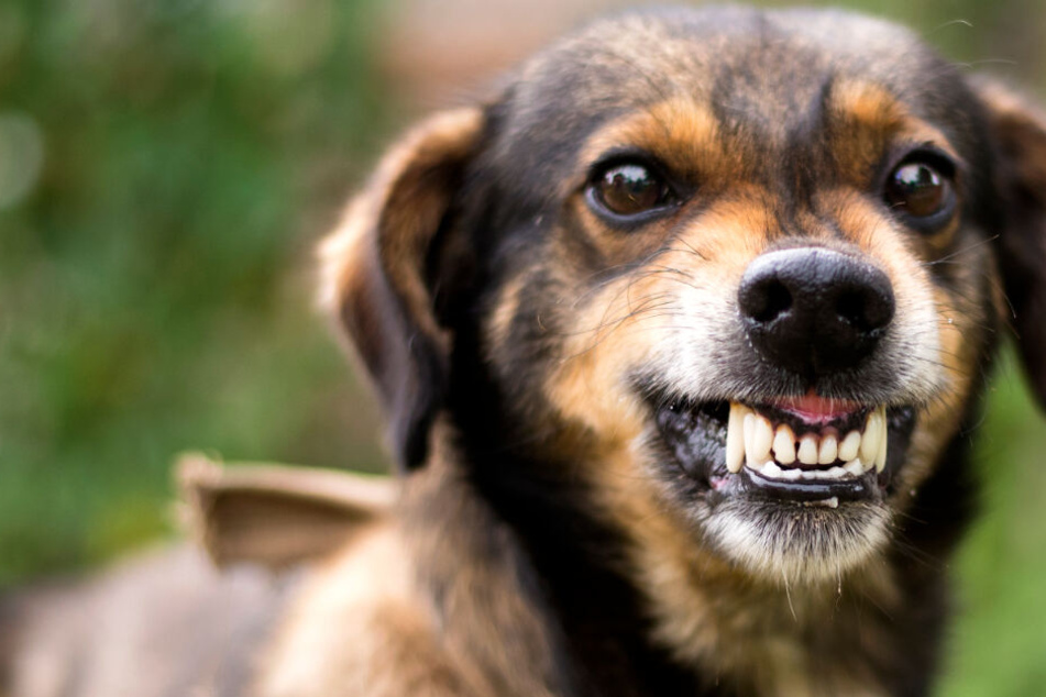 Experte sagt: Problem-Hunde werden "böse geliebt"