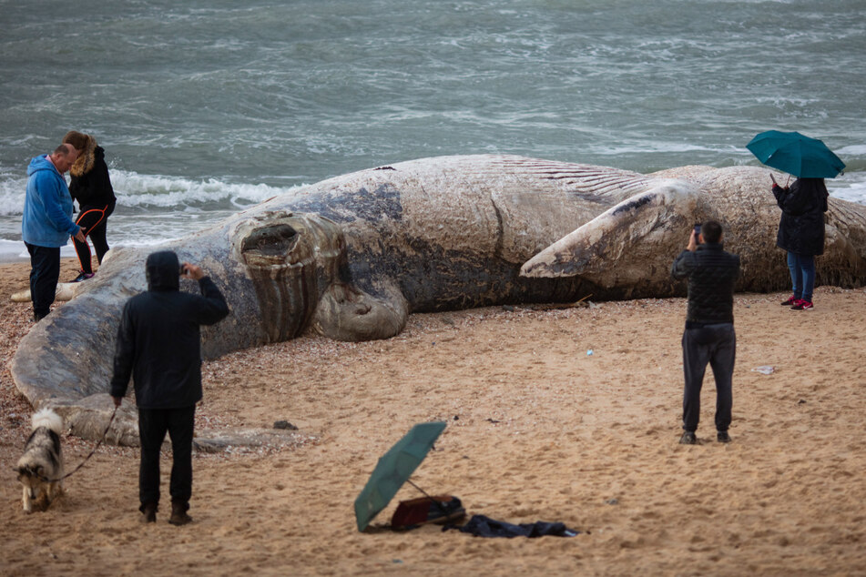 Schlimme Umweltverschmutzung im Mittelmeer! Etliche Tiere mit schwarzer Masse verklebt