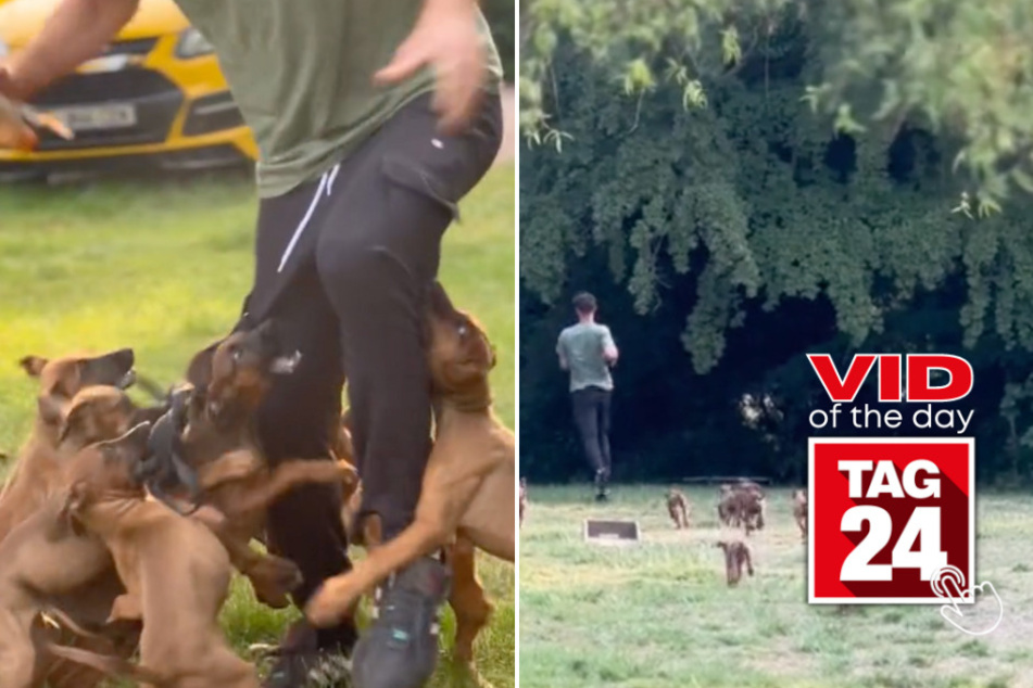viral videos: Viral Video of the Day for June 24, 2023: Puppies unleash pants-biting mayhem!