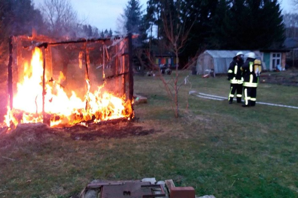 In diesem Inferno verbrannten sechs Nymphensittiche.