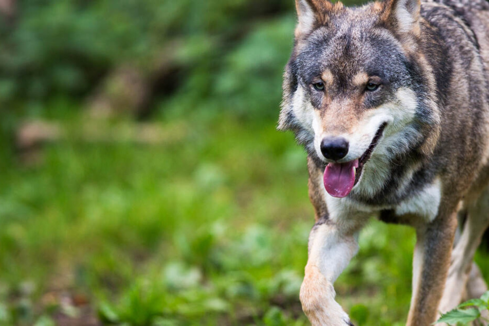 Irgendwo in Hessen ist ein entlaufener Wolf unterwegs (Symbolbild).
