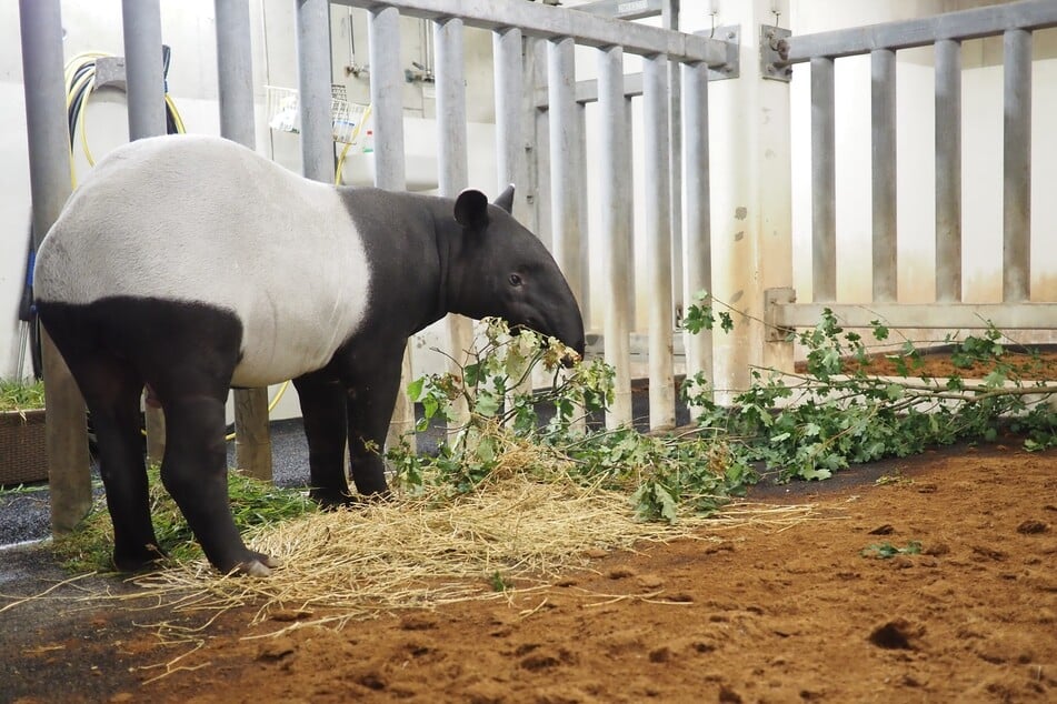 Mit Nuang (1,5) ist am Donnerstag das erste von zwei neuen Tapiren in den Leipziger Zoo eingezogen.