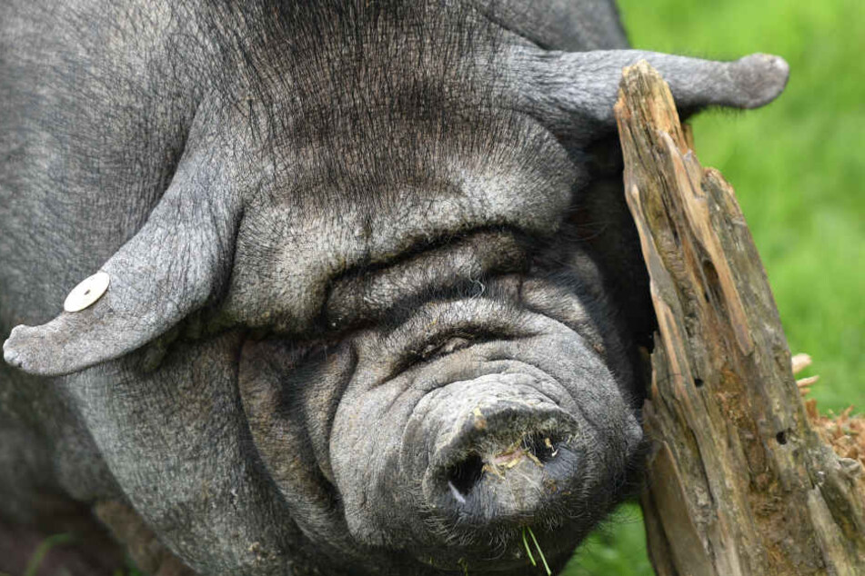 Das Hängebauchschwein ist auf der Suche nach einem Partner. (Symbolbild)