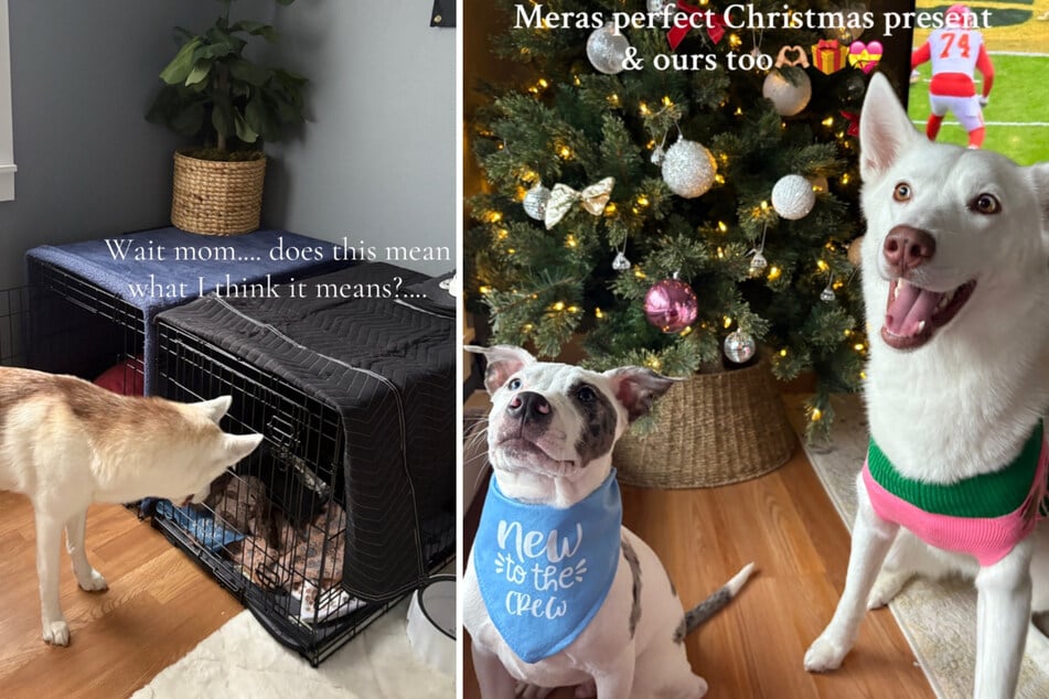 Umso größer war die Überraschung, als Pitbull-Mix Milo in Meras Leben trat. Seitdem ist die Hunde-Dame glücklicher denn je.