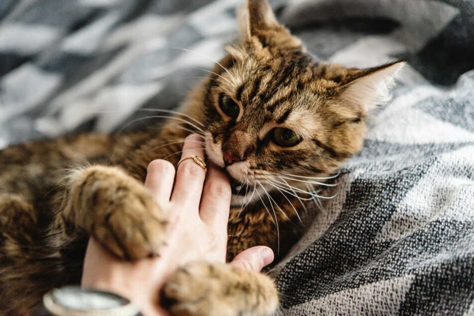Ob nun bei einer Attacke oder beim harmlosen Spielen – Katzenbisse können sich stark entzünden.