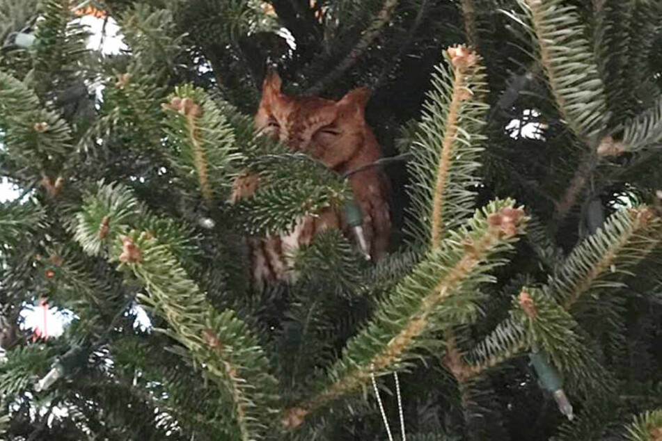 Was war denn da los? Im Weihnachtsbaum lebte eine Eule.