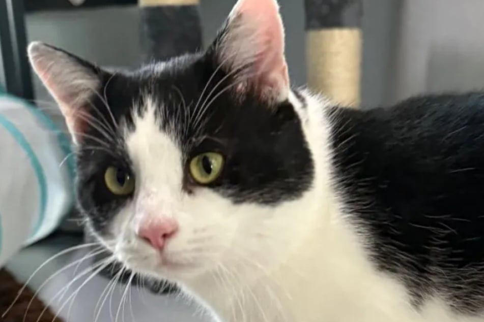 Das Tierheim Bergheim ist auf der Suche nach einem neuen Zuhause für Kater Felix. Der Vierbeiner ist sehr verschmust und anhänglich.