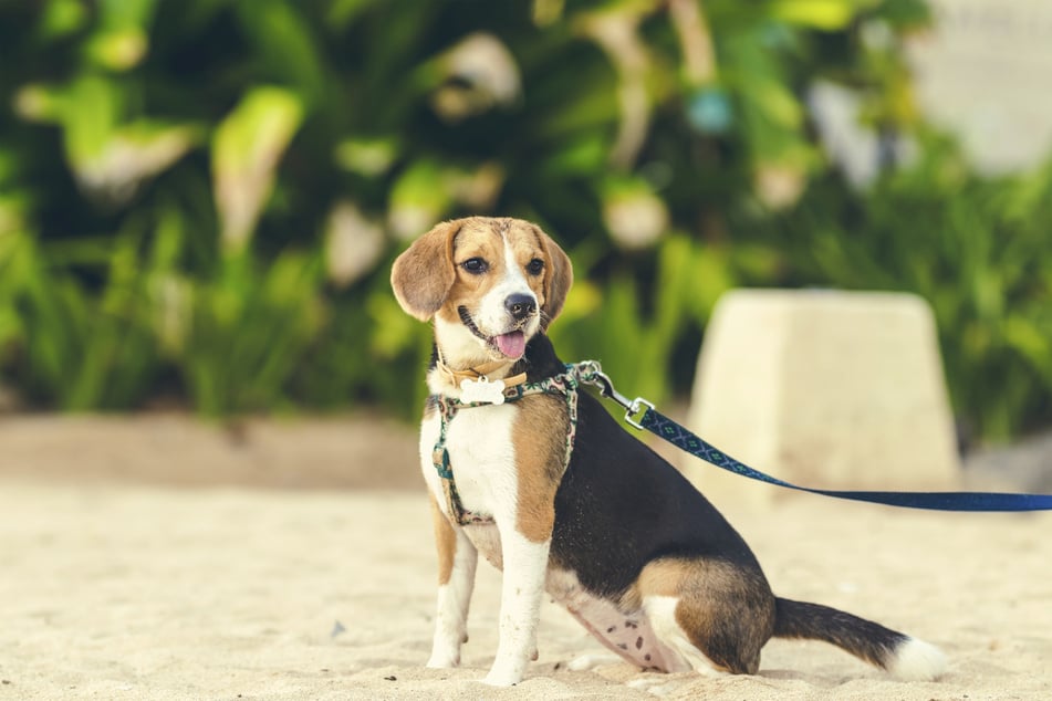 Beagles are not only cute, but loyal too.