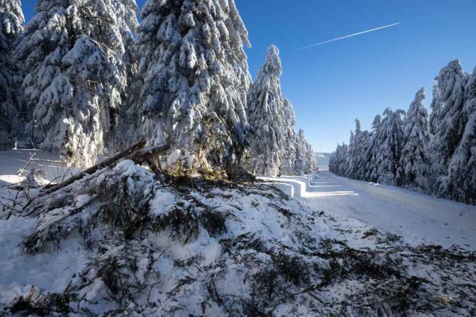 In den Wäldern rund um den Fichtelberg knicken immer wieder Äste von den Bäumen ab.
