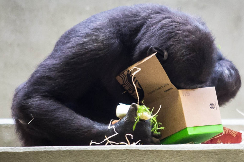 Ein Gorilla schaut in der Wilhelma am ersten Weihnachtsfeiertag in ein Weihnachtspäckchen.