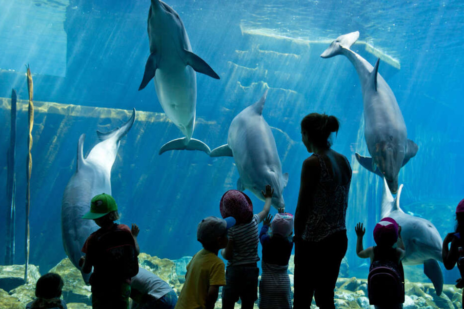 Kinder vor einem Delfin-Becken in Nürnberg: Durch Lecks konnte Salzwasser austreten und dem nahen Wald schaden. (Archivbild)