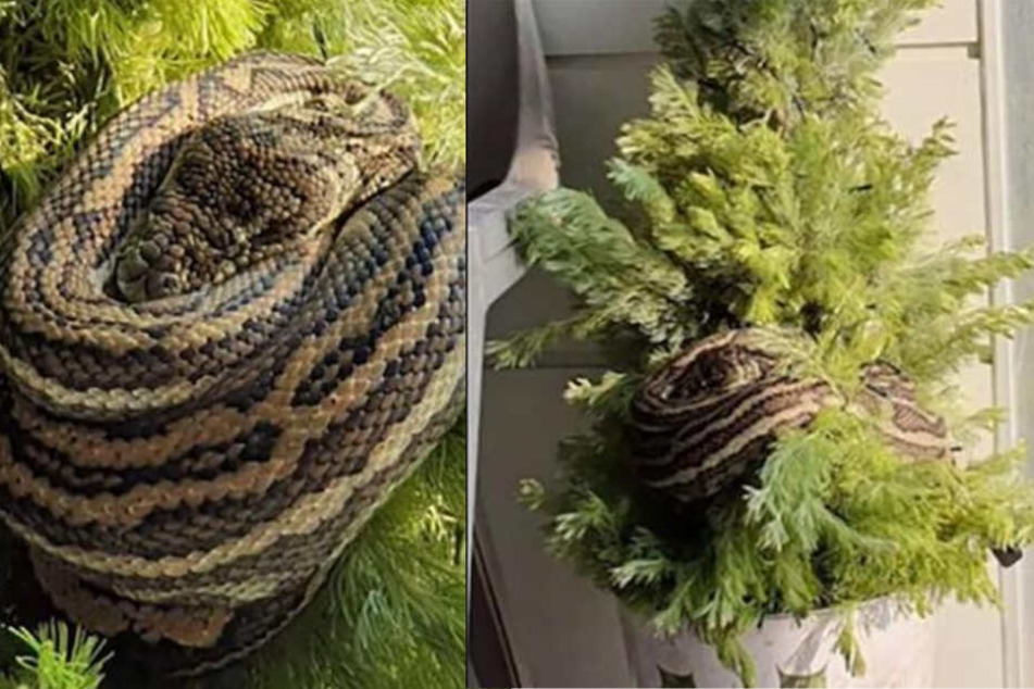 Dieser Weihnachtsbaum-"Schmuck" ist nichts für schwache Nerven