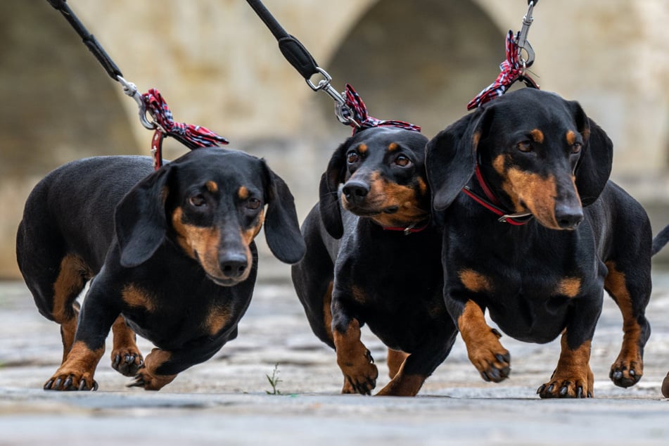 Gleich gibts was auf den Dackel: Am Sonntag soll – so hoffen die Veranstalter – in Regensburg die weltgrößte Dackelparade stattfinden.