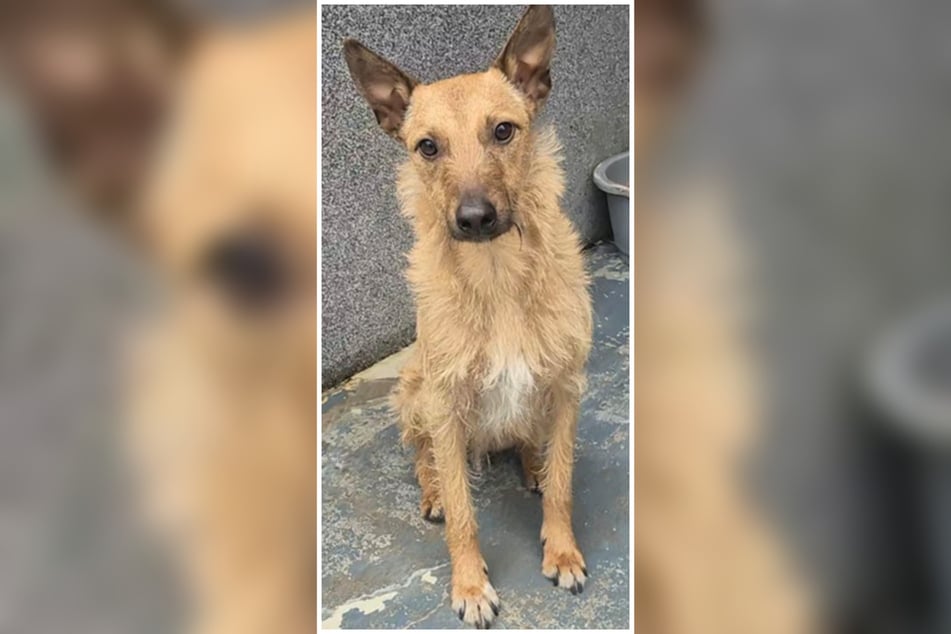 Zurzeit ist Mango noch einen wenig zurückhaltend und muss sich erst einmal an die neue Situation gewöhnen.