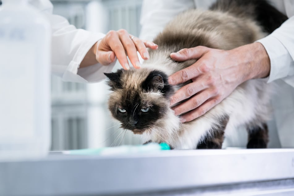 Eine Katze sollte ebenfalls eingeschläfert werden. Ihre Familie fand 18 Monate später heraus, dass sie noch lebte und bei einer Angestellten wohnte. (Symbolfoto)