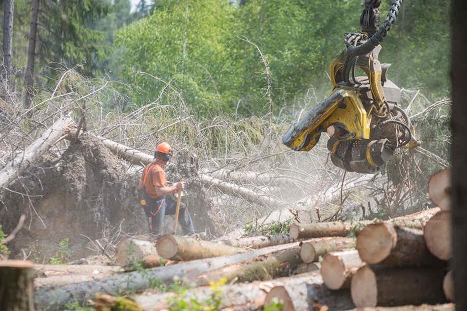 Abräumen von Sturmbruch. 75 Prozent sind geschafft. Doch nun kommen die Sägewerke nicht mehr hinterher, zudem sinkt der Holzpreis.