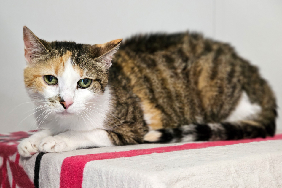 Katzen-Omi Lucy lebt auch mit Tumor ein erfülltes Leben.