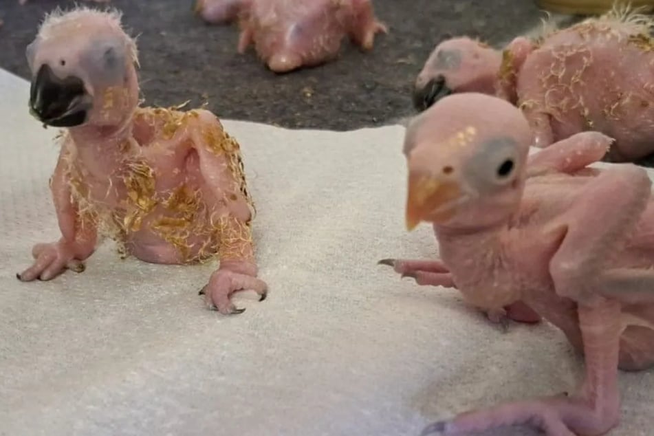 Hunderte Eier im Handgepäck: Kurioser Papageien-Schmuggel fliegt auf