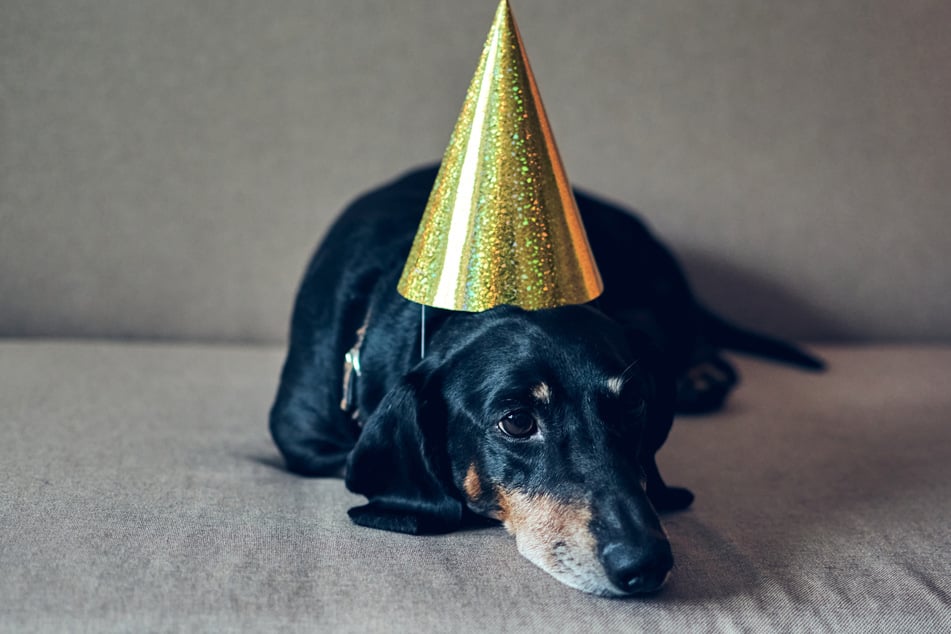 Etliche Hunde und andere Tiere empfinden während des Feuerwerks Stress und Angst.