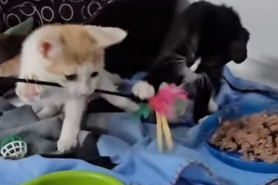 Ein Video beweist: Die kleinen Kitten lieben es zu spielen.