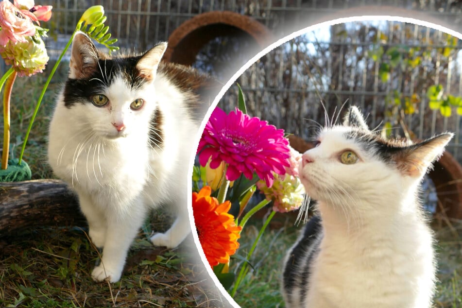 Katzen-Oma genießt den Frühling: Gibt es endlich ein Happy End für Churri?