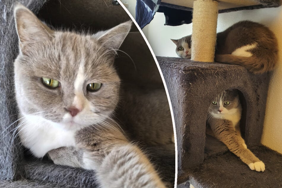 Katze "Socke" (l.) will auch weiterhin mit ihrer langjährigen Partnerin zusammenbleiben.