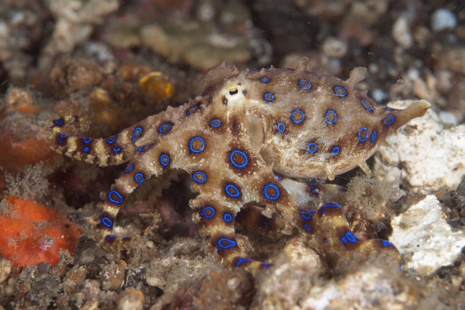 Begegnungen mit dem Blaugeringelten Kraken sind eher selten.