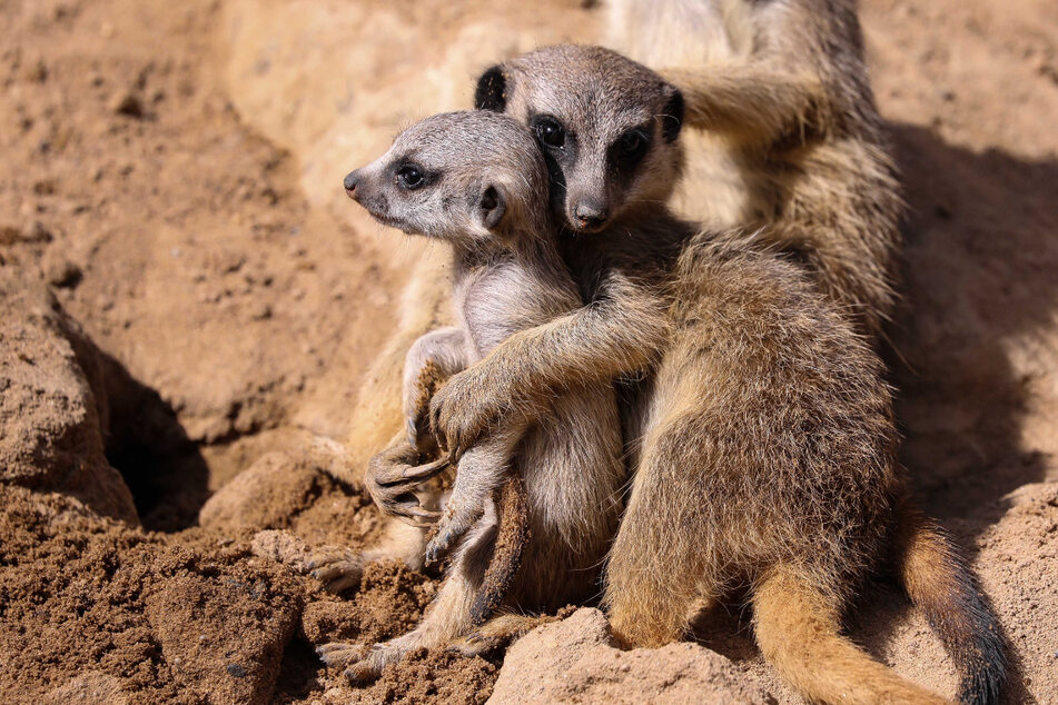 Horst und Hilde haben es wieder getan, vor knapp vier Wochen kam der niedliche Nachwuchs zur Welt.