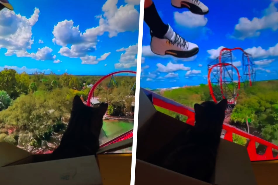 Gato vive su propia montaña rusa: el video se vuelve viral