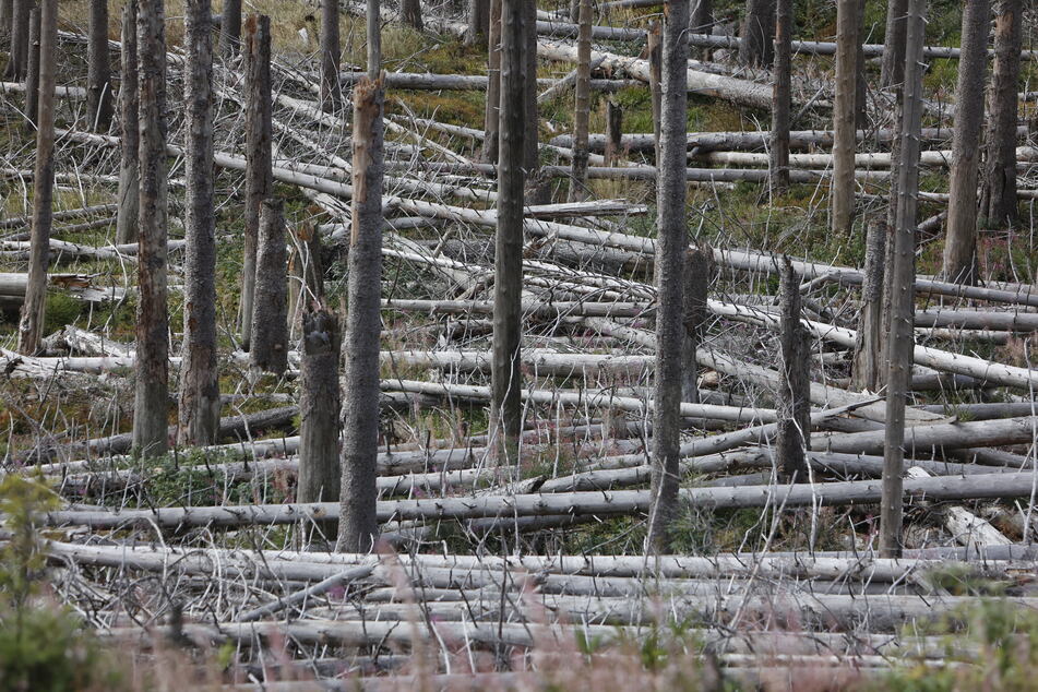 Totholz liegt am Brocken im Wald herum. Die abgestorbenen Bäume werden vom Nationalpark Harz nicht aus dem Wald geräumt.