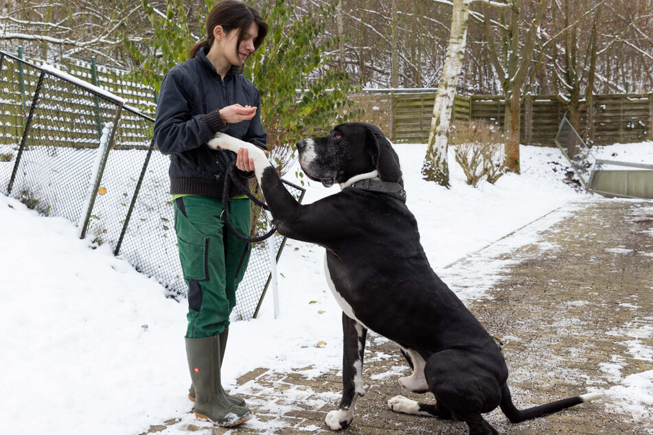 Tierpflegerin Joana Klein (28) mit der deutschen Dogge "Freddy" (4), der ein neues Zuhause sucht.