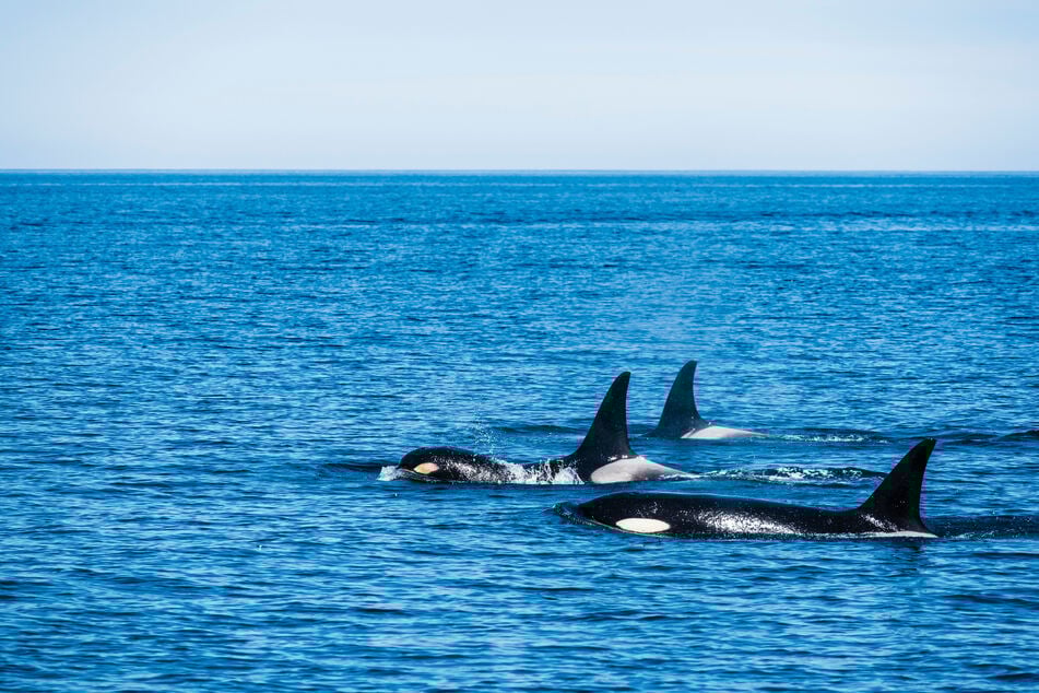 Seit 2020 sind Orcas vermehrt auf Interaktionen mit Booten aus, eine wissenschaftliche Erklärung gibt es dafür bisher noch nicht.